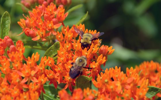 two bees on organce flowers